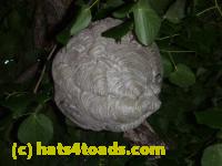 /home//u458753944/public_html/sourcegallery//Insects and small critters/ants bees and wasps (Hymenoptera)/P1030070.JPG